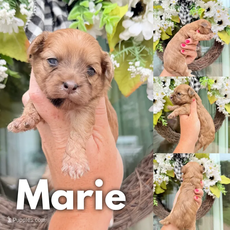 Marie  – Chinese Crested, Poodle - Toy  puppy for sale in Columbia City, IN