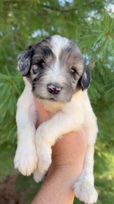 Mojo - Standard F1b, a male Goldendoodle for sale in Columbia City, IN – 3 of 3
