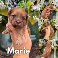 Marie , a female Chinese Crested and Poodle - Toy  for sale in Columbia City, IN – 1 of 2