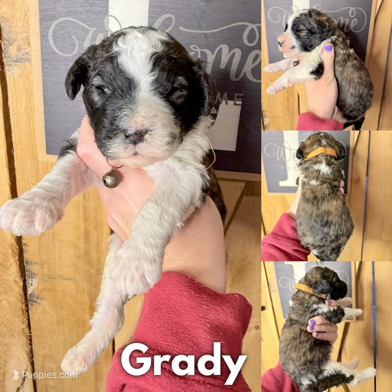Grady - Standard F1b, a male Saint Berdoodle for sale in Columbia City, IN – Photo 1 of 5