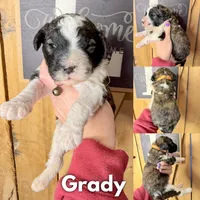 Grady - Standard F1b, a male Saint Berdoodle for sale in Columbia City, IN – Photo 5 of 9