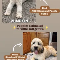 Grady - Standard F1b, a male Saint Berdoodle for sale in Columbia City, IN – Photo 6 of 9