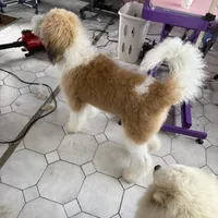 Grady - Standard F1b, a male Saint Berdoodle for sale in Columbia City, IN – Photo 7 of 9