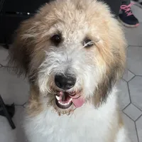 Grady - Standard F1b, a male Saint Berdoodle for sale in Columbia City, IN – Photo 9 of 9