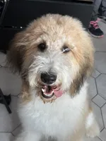 Cinch - Standard F1b, a female Saint Berdoodle for sale in Columbia City, IN – Photo 10 of 10