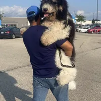 Grady - Standard F1b, a male Saint Berdoodle for sale in Columbia City, IN – Photo 8 of 9