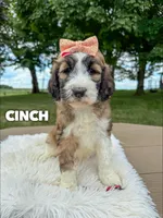 Cinch - Standard F1b, a female Saint Berdoodle for sale in Columbia City, IN – Photo 3 of 10