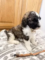 Grady - Standard F1b, a male Saint Berdoodle for sale in Columbia City, IN – Photo 3 of 9