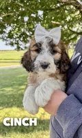 Cinch - Standard F1b, a female Saint Berdoodle for sale in Columbia City, IN – Photo 1 of 10