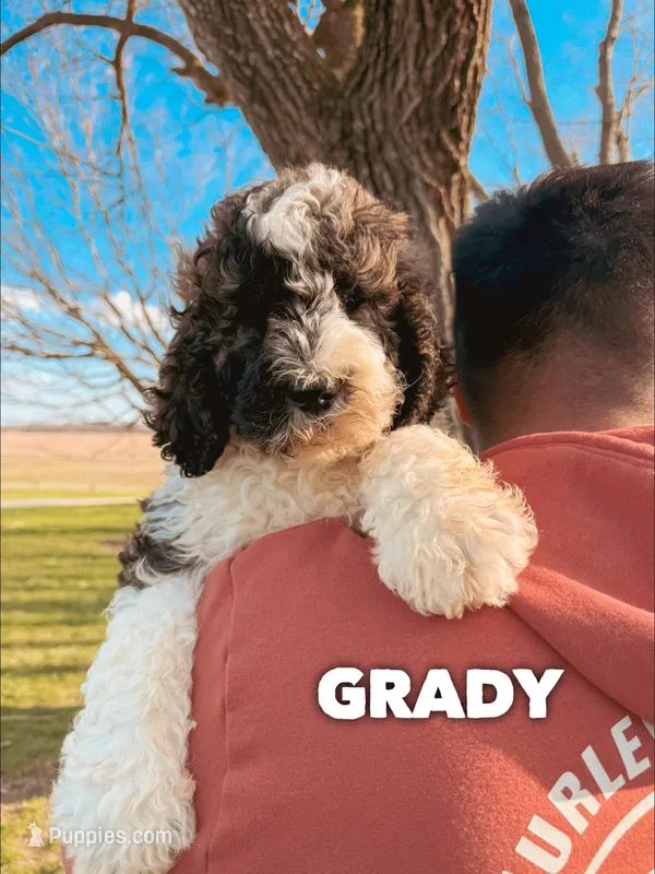 Grady - Standard F1b – Saint Berdoodle puppy for sale in Columbia City, IN