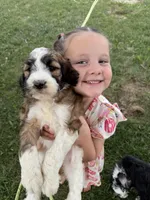 Cinch - Standard F1b, a female Saint Berdoodle for sale in Columbia City, IN – Photo 4 of 10