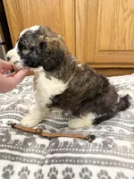 Grady - Standard F1b, a male Saint Berdoodle for sale in Columbia City, IN – Photo 4 of 9