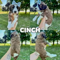 Cinch - Standard F1b, a female Saint Berdoodle for sale in Columbia City, IN – Photo 6 of 10