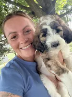 Cinch - Standard F1b, a female Saint Berdoodle for sale in Columbia City, IN – Photo 2 of 10