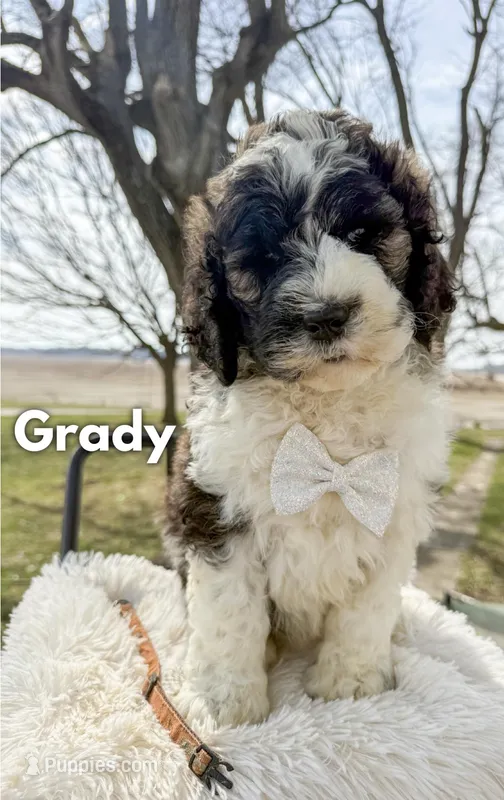 Grady - Standard F1b – Saint Berdoodle puppy for sale in Columbia City, IN