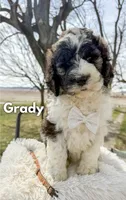 Grady - Standard F1b, a male Saint Berdoodle for sale in Columbia City, IN – Photo 1 of 9