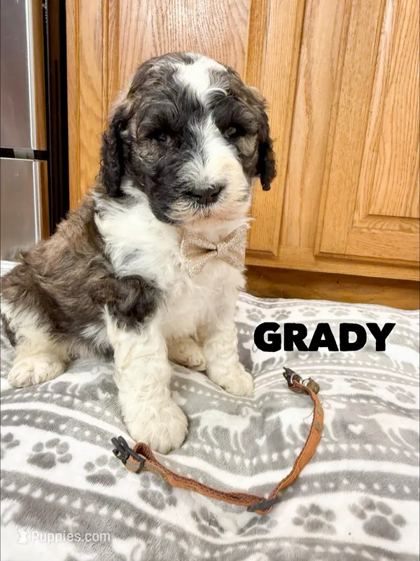 Grady - Standard F1b – Saint Berdoodle puppy for sale in Columbia City, IN