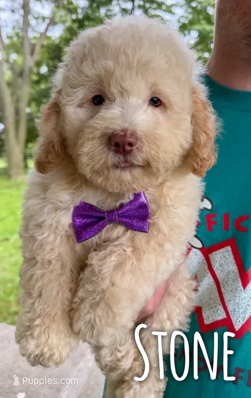 Stone - Micro Mini F1b – Miniature Aussiedoodle puppy for sale in Columbia City, IN