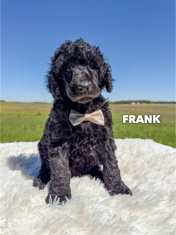 Frank - AKC – Poodle - Standard  puppy for sale in Columbia City, IN