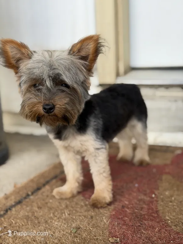 AKC Teacup Junie  – Yorkshire Terrier puppy for sale in Columbia City, IN