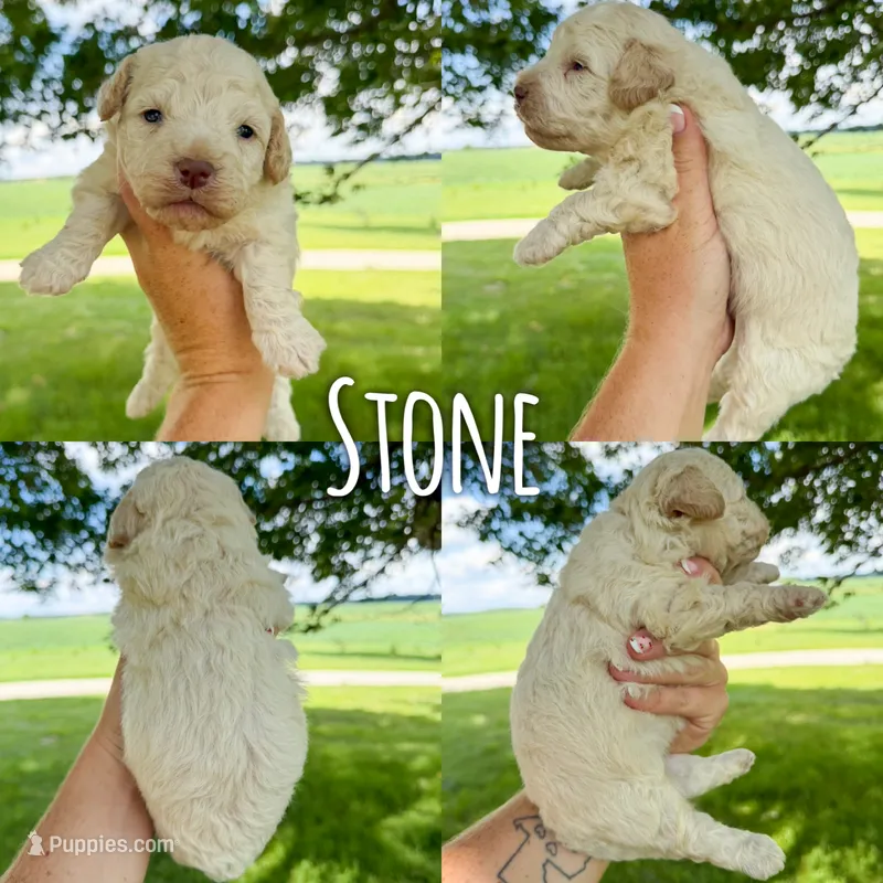 Stone - Micro Mini F1b – Miniature Aussiedoodle puppy for sale in Columbia City, IN