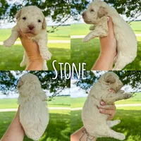 Stone - Micro Mini F1b, a male Miniature Aussiedoodle for sale in Columbia City, IN – 2 of 8