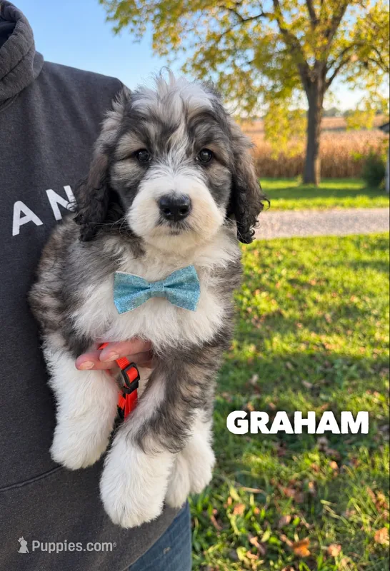 Graham - standard f1b – Saint Berdoodle puppy for sale in Columbia City, IN