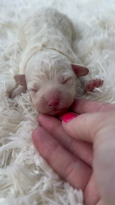 Stone - Micro Mini F1b, a male Miniature Aussiedoodle for sale in Columbia City, IN – 4 of 4