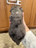 Malcom - F1b Merle, a male Goldendoodle for sale in Columbia City, IN – Photo 4 of 7