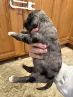 Malcom - F1b Merle, a male Goldendoodle for sale in Columbia City, IN – Photo 5 of 7