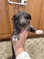 Malcom - F1b Merle, a male Goldendoodle for sale in Columbia City, IN – Photo 2 of 7