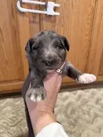 Malcom - F1b Merle, a male Goldendoodle for sale in Columbia City, IN – Photo 1 of 7