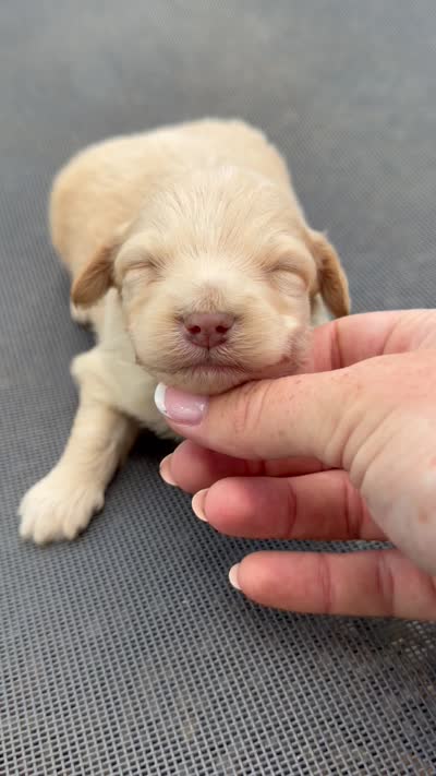 Scout - Micro Mini F1b, a male Miniature Aussiedoodle for sale in Columbia City, IN – 7 of 8