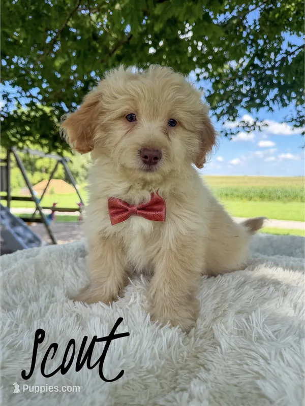 Scout - Micro Mini F1b – Miniature Aussiedoodle puppy for sale in Columbia City, IN