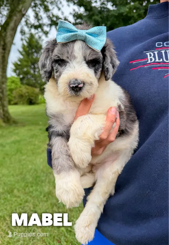 Mabel - Standard F1b – Goldendoodle puppy for sale in Columbia City, IN