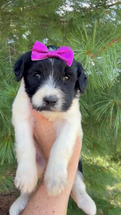 Magnolia - Standard F1b, a female Goldendoodle for sale in Columbia City, IN – 3 of 3