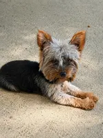 AKC Teacup Junie , a female Yorkshire Terrier for sale in Columbia City, IN – 2 of 6