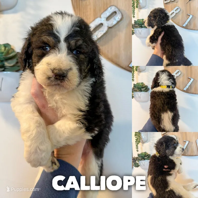 Calliope - Standard F1b – Saint Berdoodle puppy for sale in Columbia City, IN