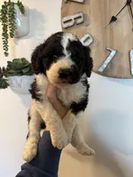 Cooper - Standard F1b, a male Saint Berdoodle for sale in Columbia City, IN – Photo 2 of 4