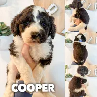 Cooper - Standard F1b, a male Saint Berdoodle for sale in Columbia City, IN – Photo 1 of 4