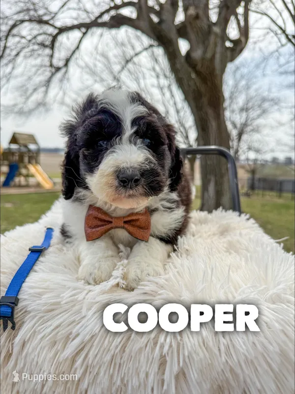 Cooper - Standard F1b – Saint Berdoodle puppy for sale in Columbia City, IN