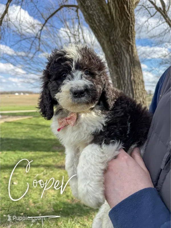 Cooper - Standard F1b – Saint Berdoodle puppy for sale in Columbia City, IN