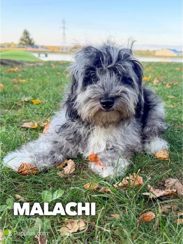 Malachi – Chinese Crested, Poodle - Toy  puppy for sale in Columbia City, IN