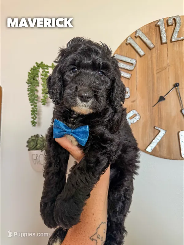 Maverick - F1b – Goldendoodle puppy for sale in Columbia City, IN