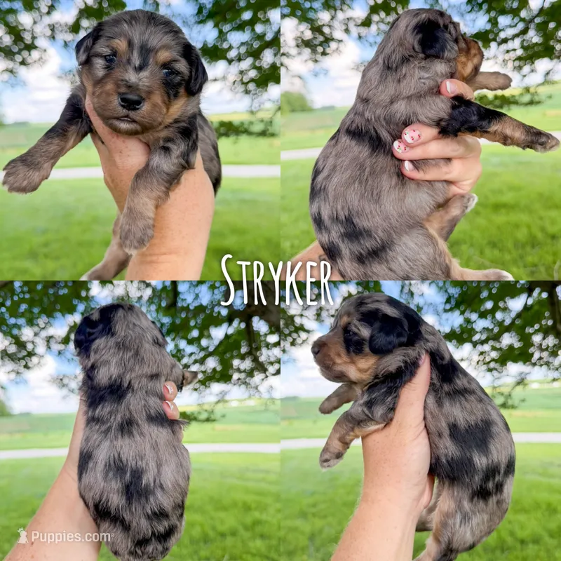 Stryker - Micro Mini F1b – Miniature Aussiedoodle puppy for sale in Columbia City, IN