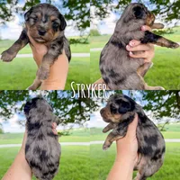 Stryker - Micro Mini F1b, a male Miniature Aussiedoodle for sale in Columbia City, IN – 2 of 8