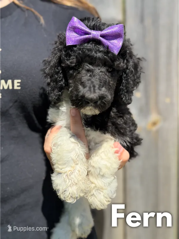 Fawn - AKC – Poodle - Standard  puppy for sale in Columbia City, IN