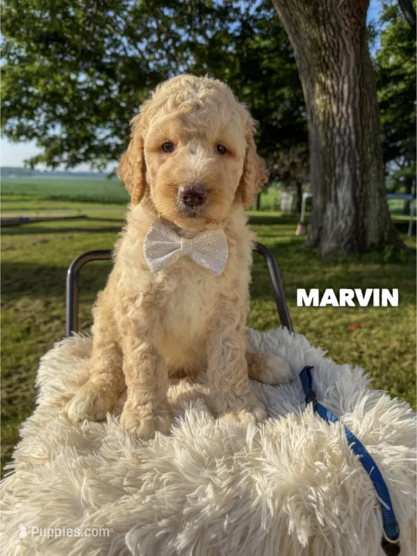 Marvin - F1b – Goldendoodle puppy for sale in Columbia City, IN