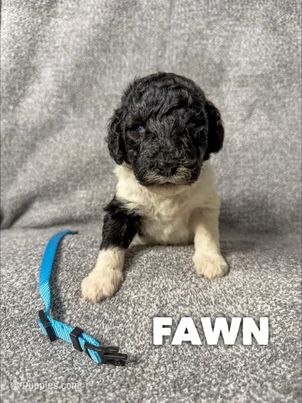 Fawn - AKC – Poodle - Standard  puppy for sale in Columbia City, IN