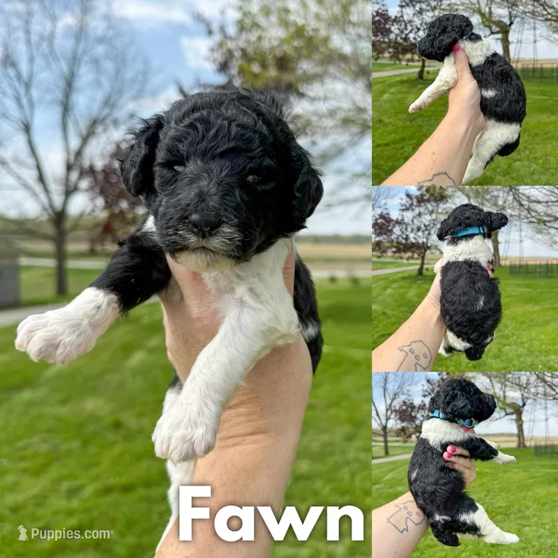 Fawn - AKC – Poodle - Standard  puppy for sale in Columbia City, IN